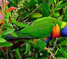 Схема вышивки «Попугай»