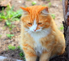 Схема вышивки «Рыжик»