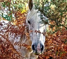 Схема вышивки «Лошадка»