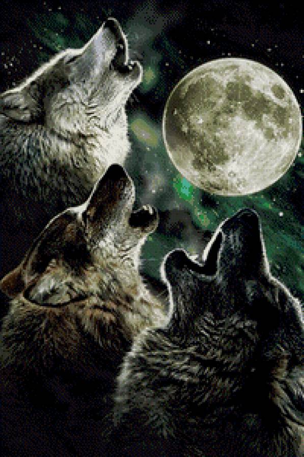 Волки - волк, животные - предпросмотр