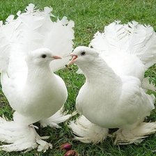 Схема вышивки «голуби»