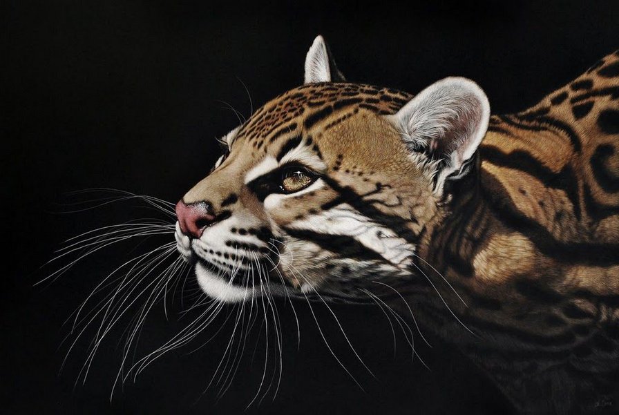 кошка - кошка, дикая кошка, киса - оригинал