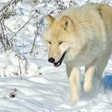 Схема вышивки «белый волк»