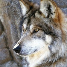 Схема вышивки «волк»