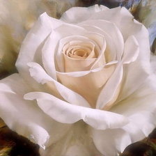 Схема вышивки «роза»