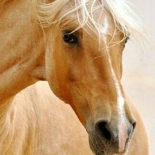 Схема вышивки «конь»