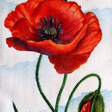 Схема вышивки «маки»