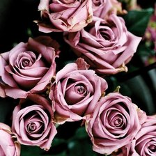 Схема вышивки «Розы»