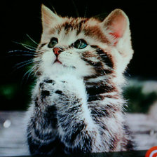 Схема вышивки «котенок»