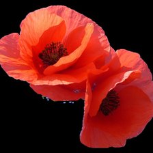 Схема вышивки «маки»