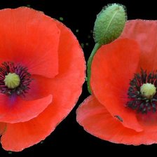 Схема вышивки «маки»