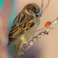 Схема вышивки «воробей»
