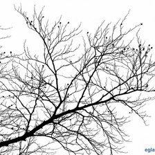 Схема вышивки «Ветка»