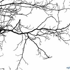 Схема вышивки «Ветка»