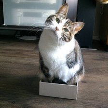 Схема вышивки «кицька в коробці»