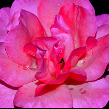 Схема вышивки «"РОЗА"»