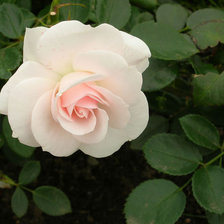 Схема вышивки «Роза 1»