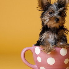 Схема вышивки «утреннее чаепитие»