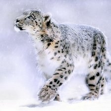 Схема вышивки «барс»