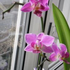 Схема вышивки «Орхидея»