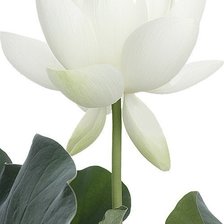 Схема вышивки «Белый лотос ( на черной или красной канве)»