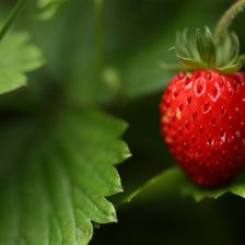 Схема вышивки «Земляника»