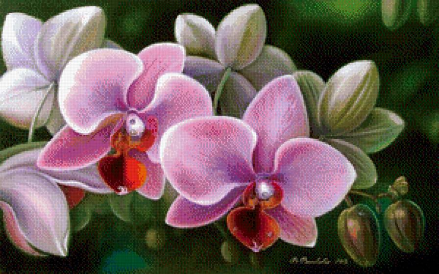 орхидеи - орхидеи, цветы - предпросмотр