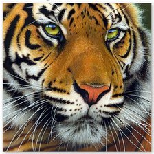 Схема вышивки «тигр»