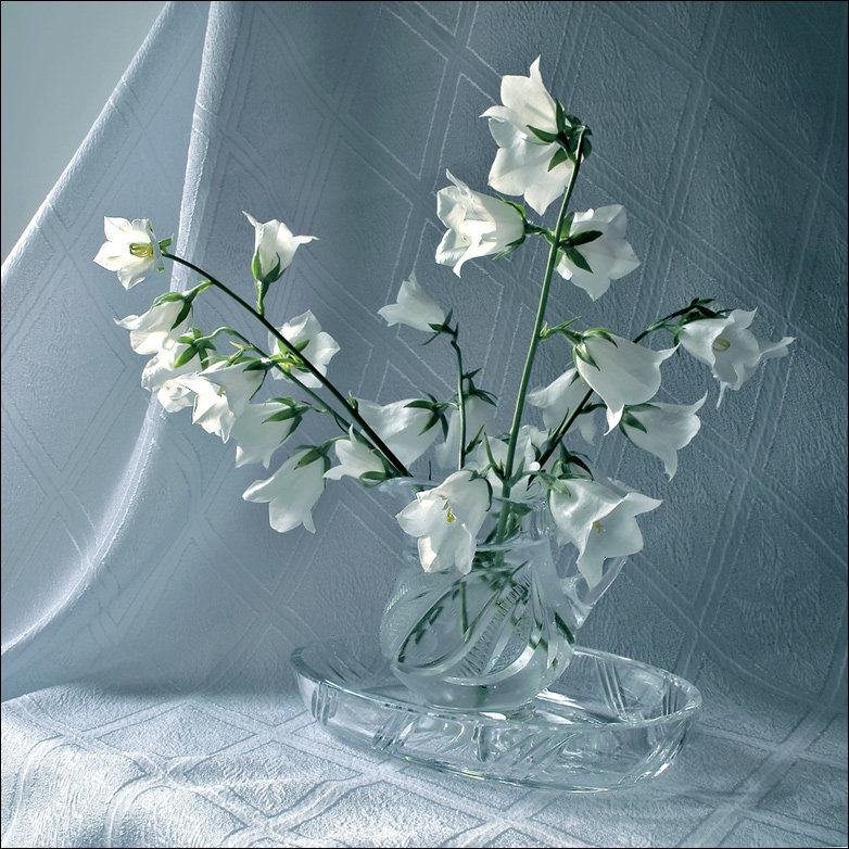 Белые колокольчики. - цветы - оригинал