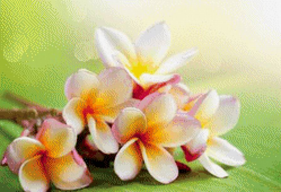 вишня - цветы - предпросмотр