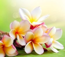 Схема вышивки «вишня»