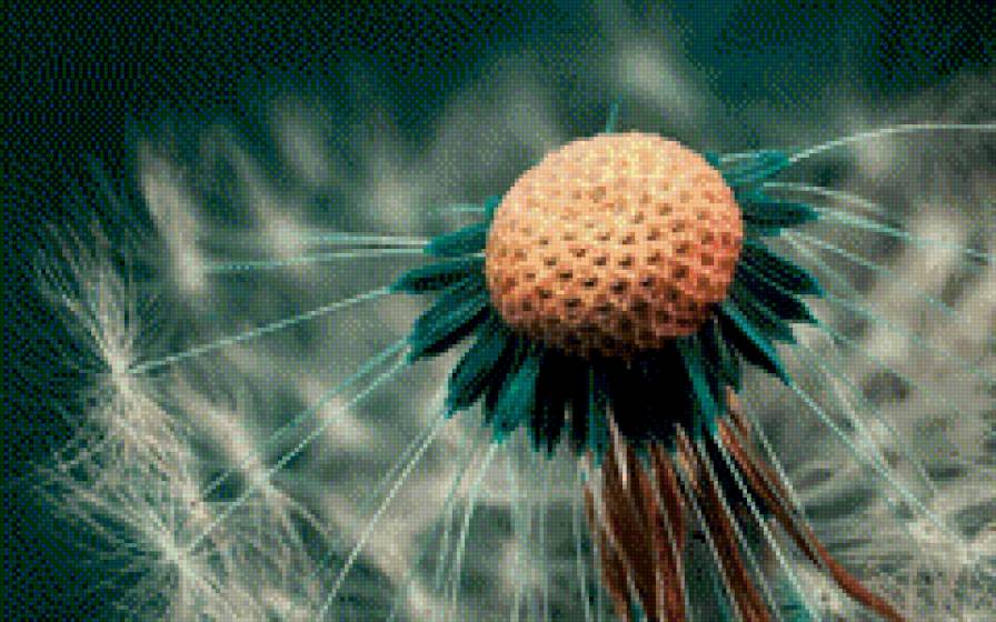 одуванчик - цветы - предпросмотр