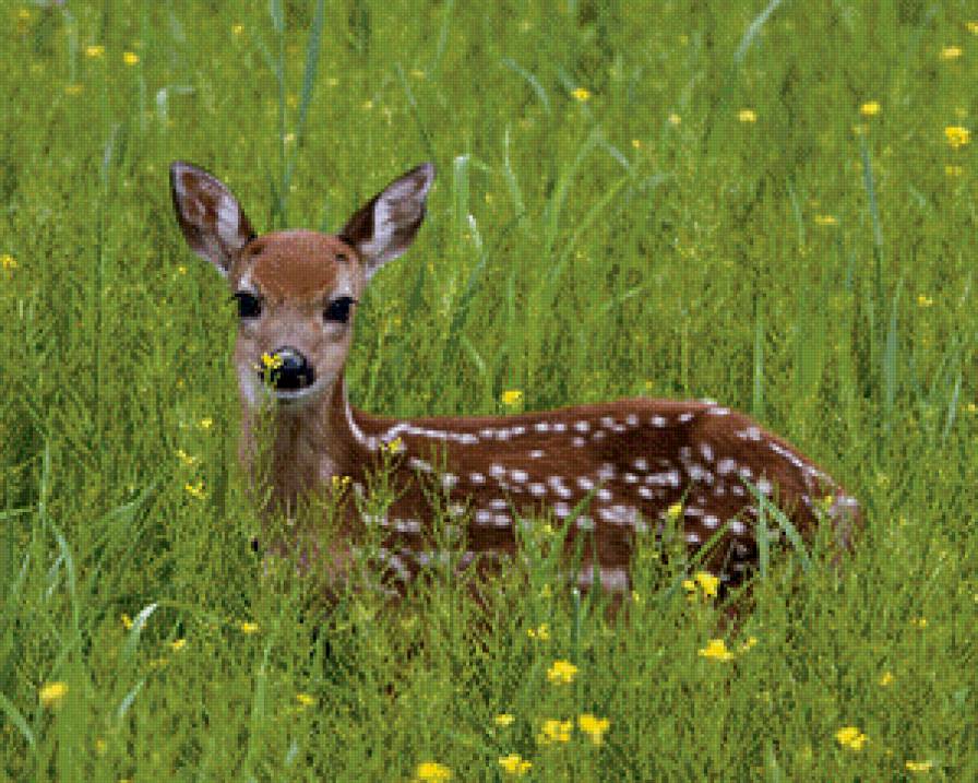 Оленёнок - олени, животные - предпросмотр