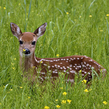 Схема вышивки «Оленёнок»