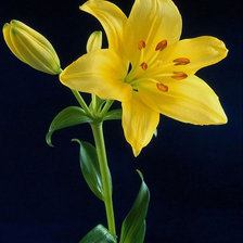 Схема вышивки «Жёлтая лилия»