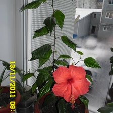 Схема вышивки «ГИБИСКУС»