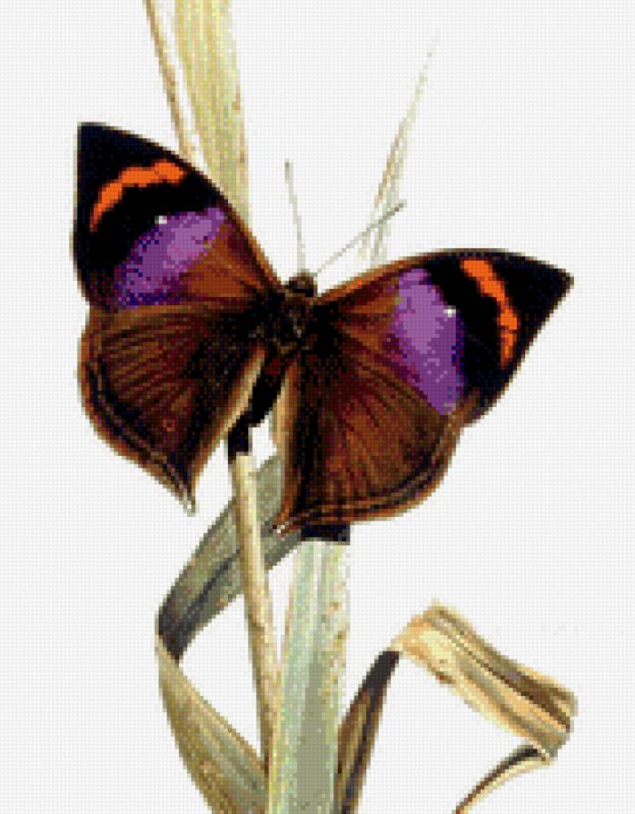 Бабочка - предпросмотр