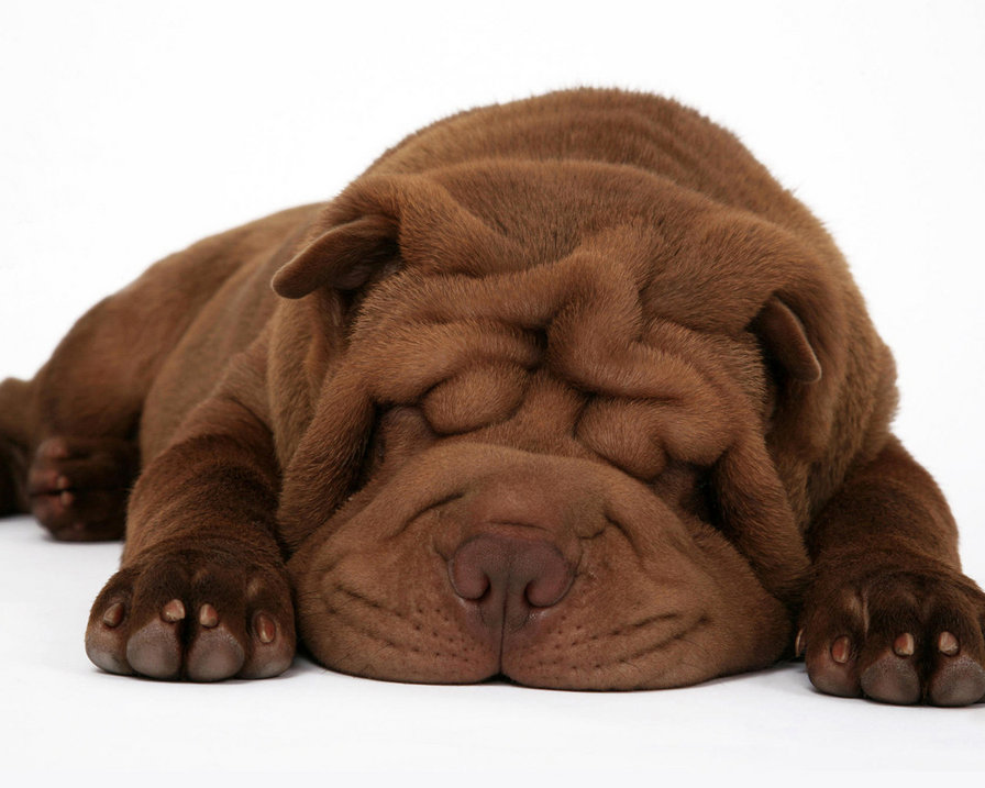 Спящий шарпей - животные, собаки - оригинал