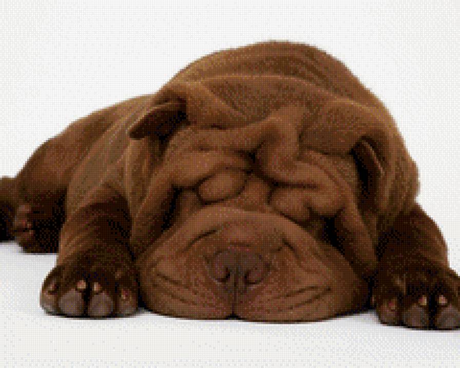 Спящий шарпей - животные, собаки - предпросмотр