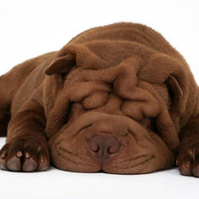 Спящий шарпей