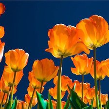 Схема вышивки «№570718»