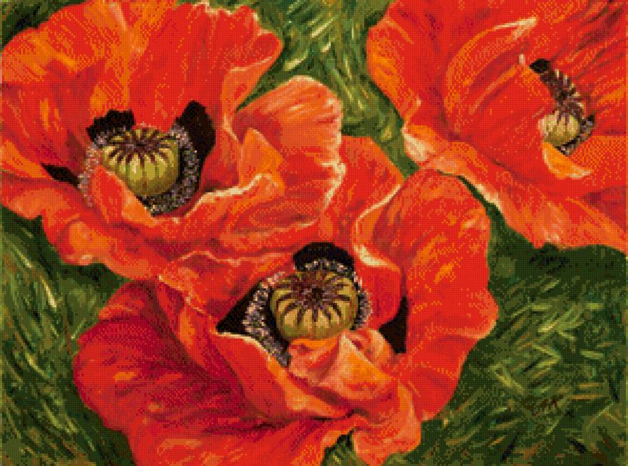 Красные маки - маки, цветы - предпросмотр