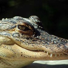 Схема вышивки «алигатор»