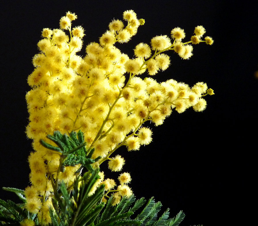 Цветы весны - натюрморт, мимоза, цветы - оригинал