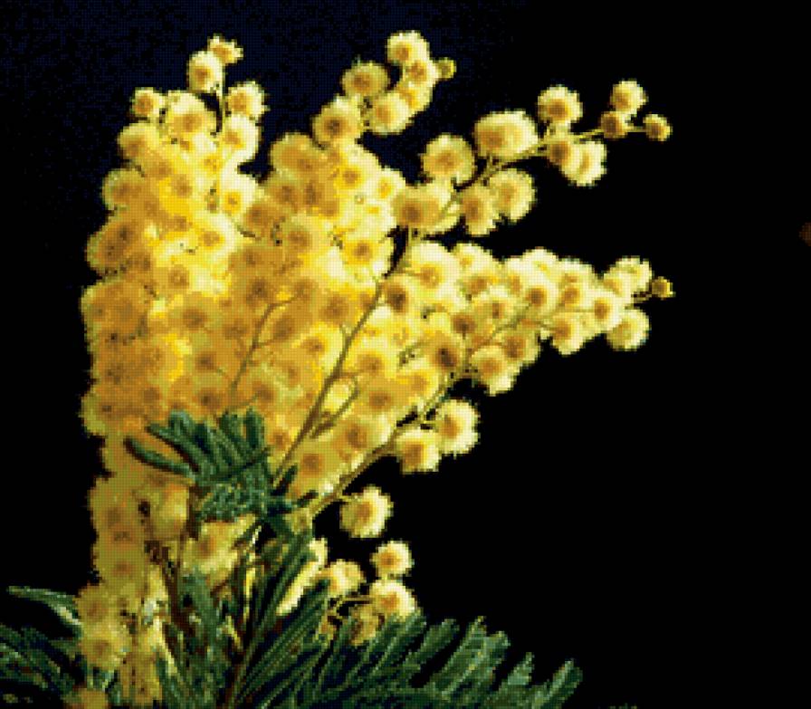 Цветы весны - натюрморт, мимоза, цветы - предпросмотр