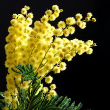 Схема вышивки «Цветы весны»