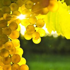 Схема вышивки «Солнечный виноград»