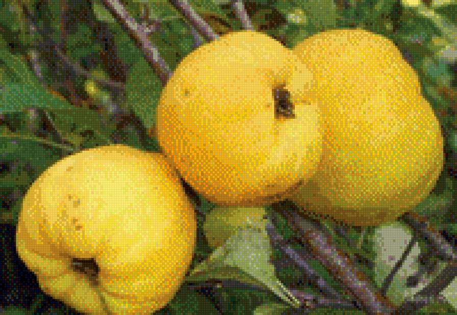 Айва или счастливое супружество - предпросмотр