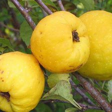 Схема вышивки «Айва или счастливое супружество»