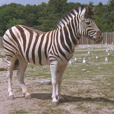 Схема вышивки «Зебра  или спокойствие духа»